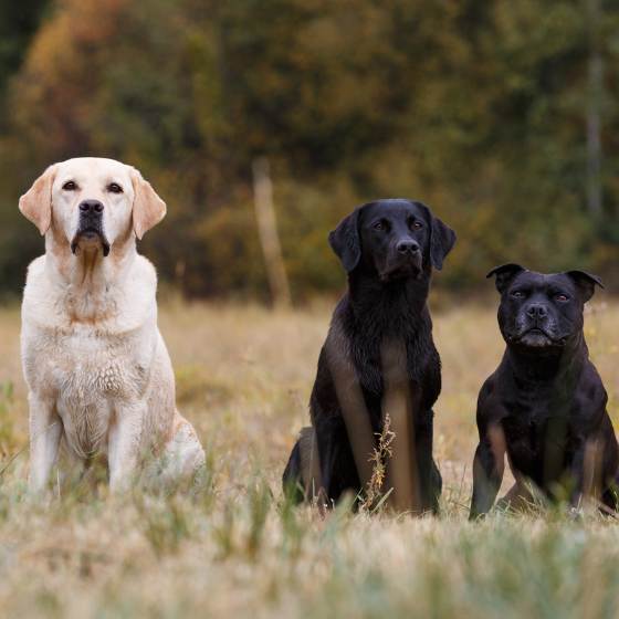 Los Perros Potencialmente Peligrosos pueden variar en tamaño dependiendo de la raza