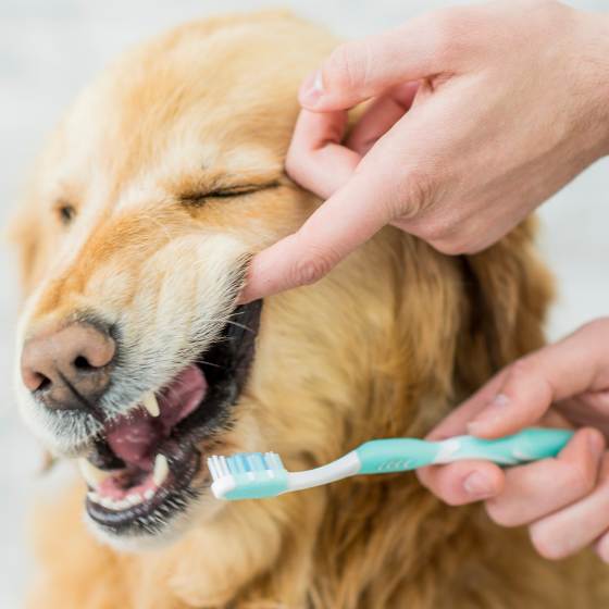Cepillado de dientes de perro