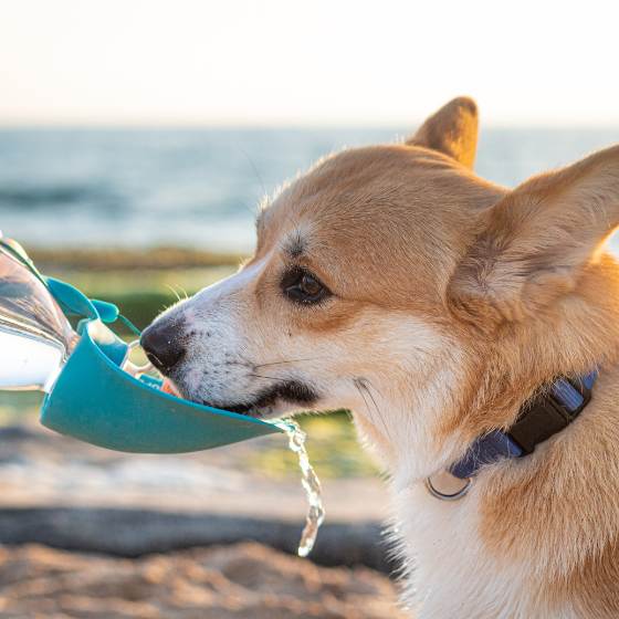 Dispensador de agua para perro