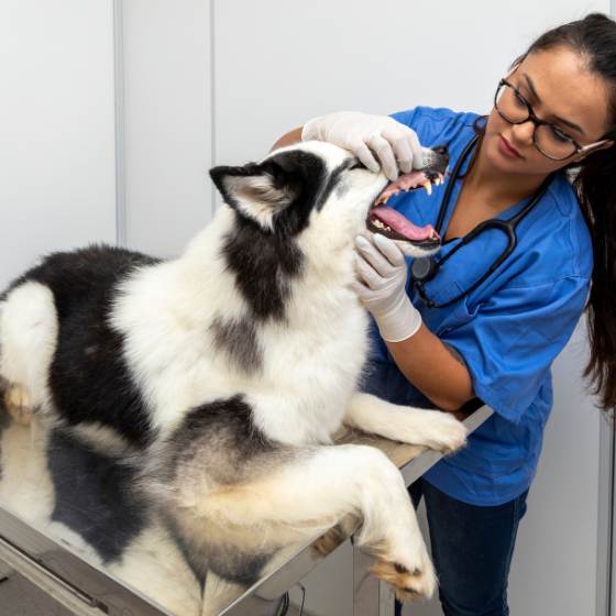 Visita regularmente al veterinario para cuidado dental perros