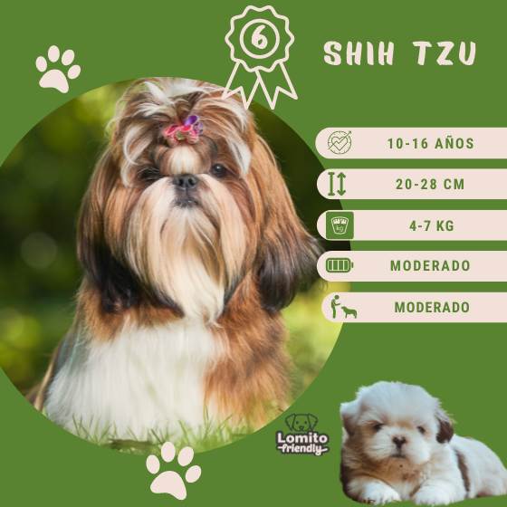 Razas de perros: Shih Tzu