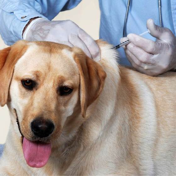 La consulta veterinaria es fundamental para tratar a tiempo cualquier afectación en la salud de tu perro