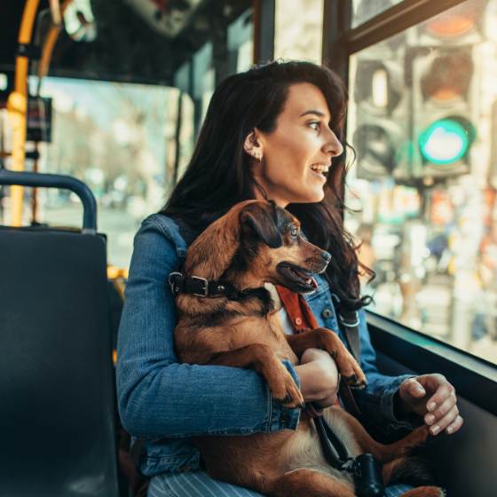 Autobuses en México que permiten viajar con tu mascota en la cabina