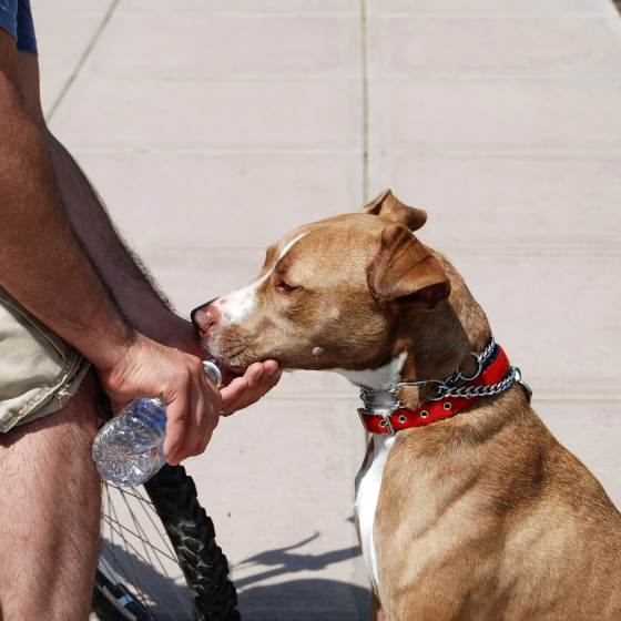 Cuidados en perros: Mantén a tu perro hidratado