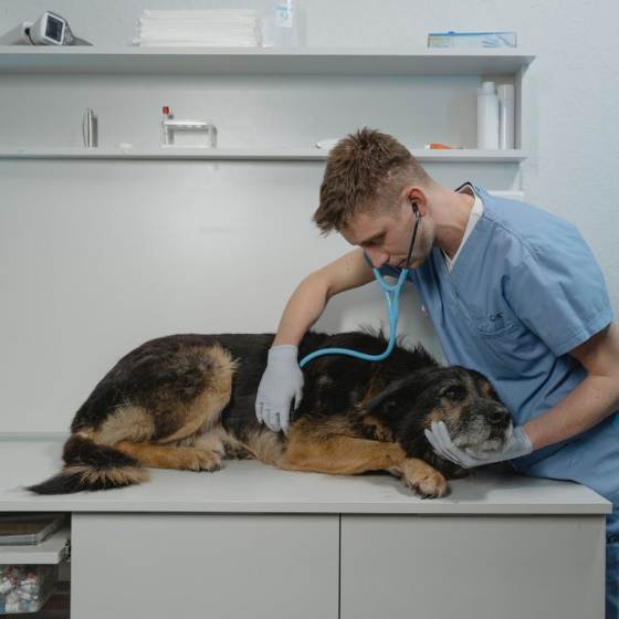 Los horarios de atención del veterinario deben adaptase a tu agenda