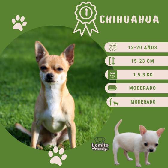 Razas de perros: Chihuahua