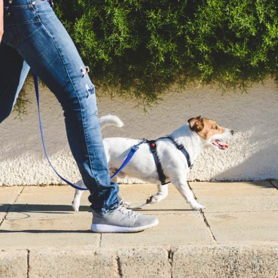 Tip de viaje pet friendly: Enséñalo a caminar con correa para perro
