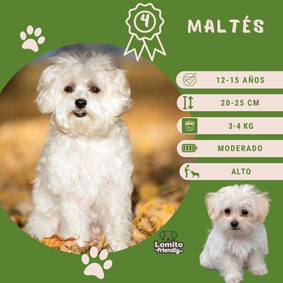 Razas de perros: Maltés