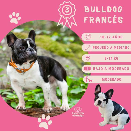 Bulldog Francés
