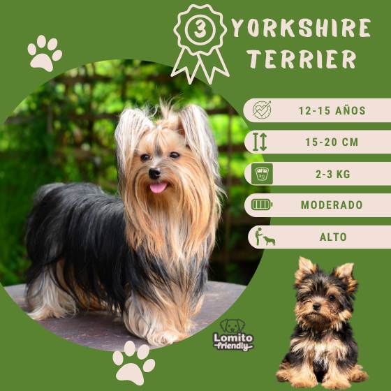 Razas de perros: Yorkshire Terrier