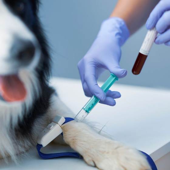 Revisa los servicios que ofrece tu veterinario