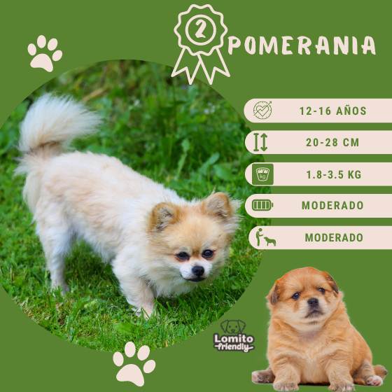 Razas de perros: Pomerania