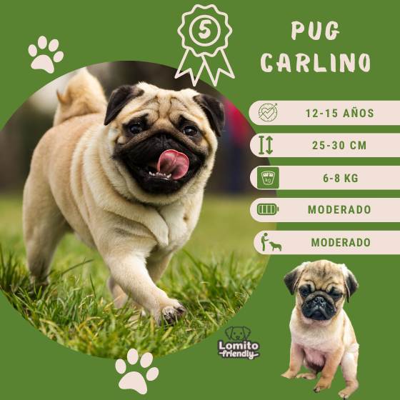 Razas de perros: Pug Carlino