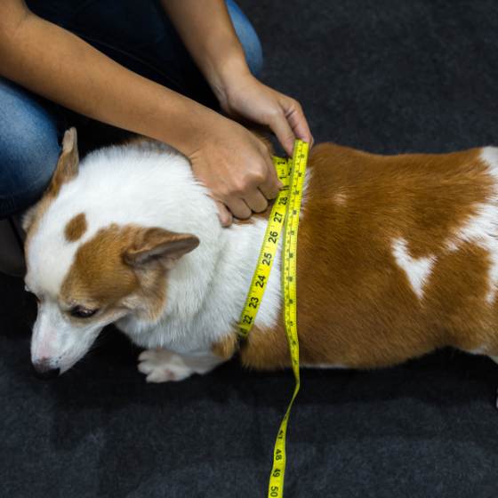 Políticas de admisión en función al tamaño y peso de mascotas en Hoteles pet friendly