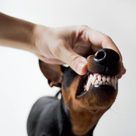 Señales de problemas dentales en los perros