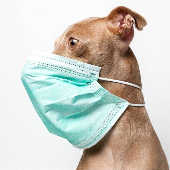 Protege la salud respiratoria de tus mascotas